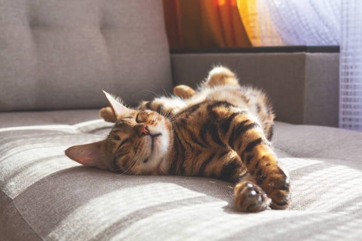 A relaxed cat