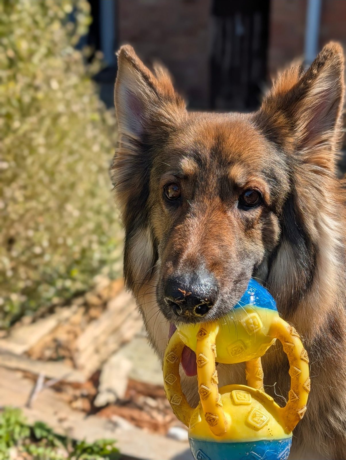A German Shepherd with a toy