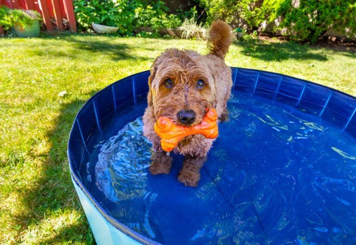A dog in a paddling pool