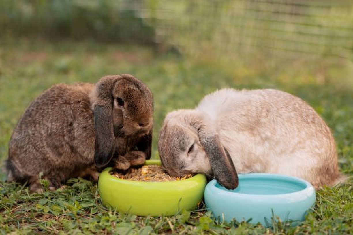 Two rabbits
