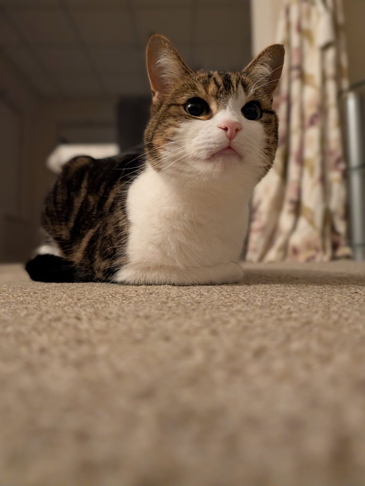 A tabby and white cat