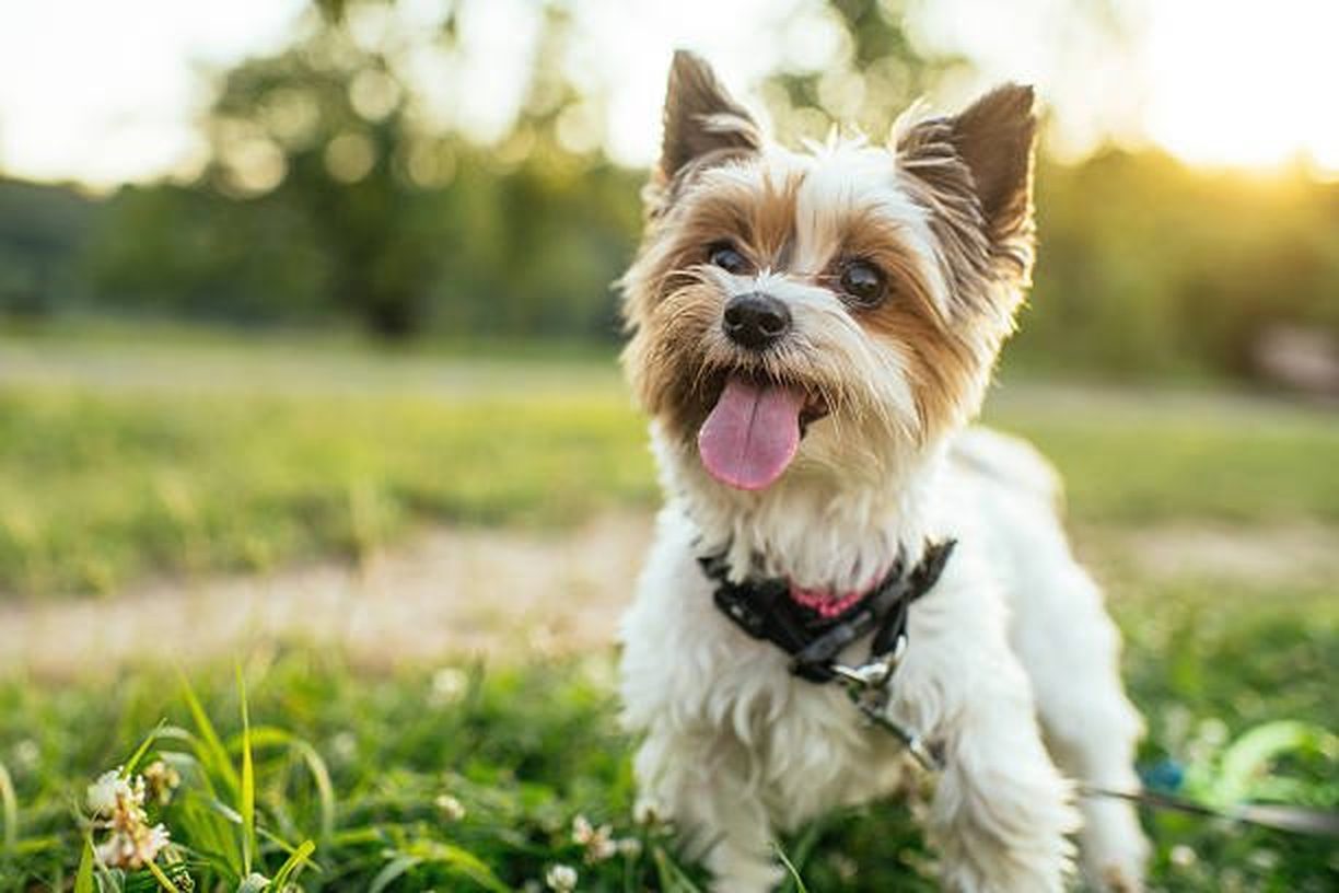 A happy small dog